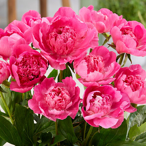 Patio Peony Rome