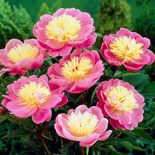 Peony Bowl of Beauty
