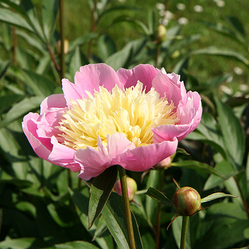 Peony Bowl of Beauty