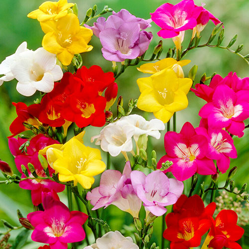 Freesia Single Corms Collection Freesia Single Corms Collection