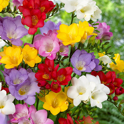 Freesia Single Corms Collection Freesia Single Corms Collection