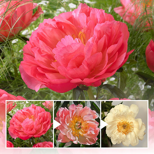 Peony Coral Sunset