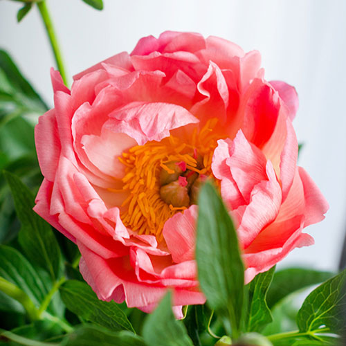 Peony Coral Sunset