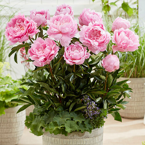 Peony Dinner Plate