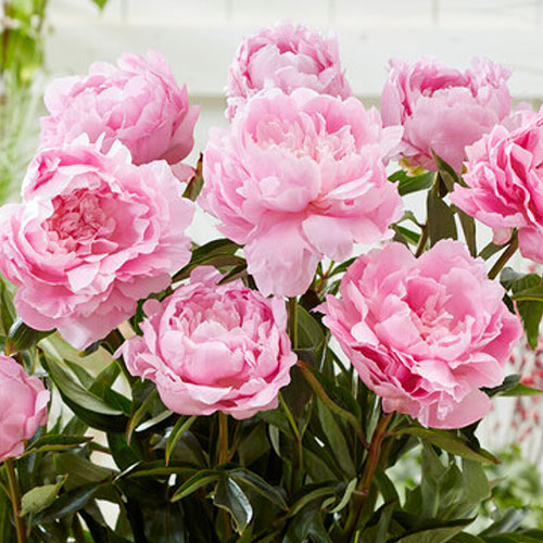 Peony Dinner Plate