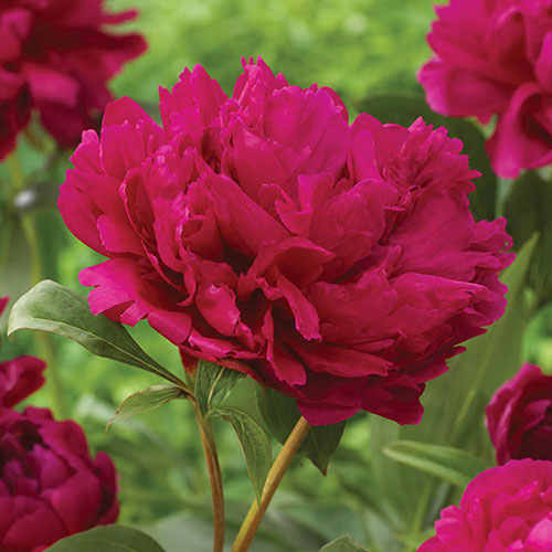 Peony Red Magic