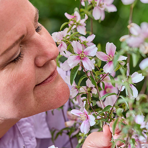 Philadelphus Petite Perfume Pink
