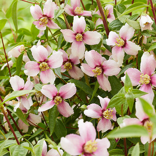 Philadelphus Petite Perfume Pink