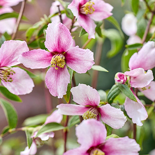 Philadelphus Petite Perfume Pink