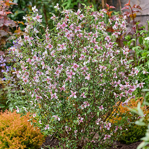 Philadelphus Petite Perfume Pink