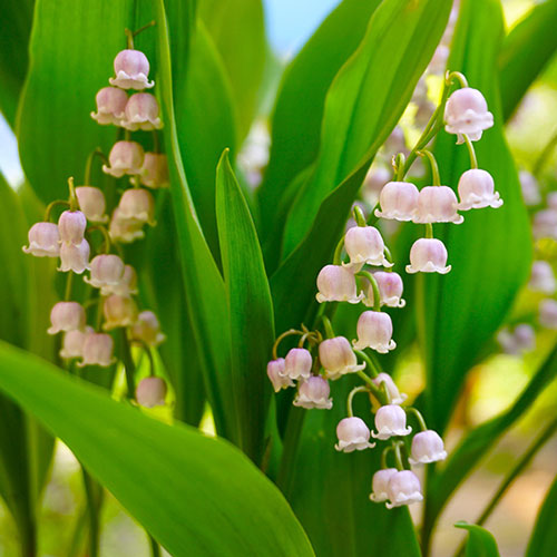 Pink Lily Of The Valley Pink Lily Of The Valley