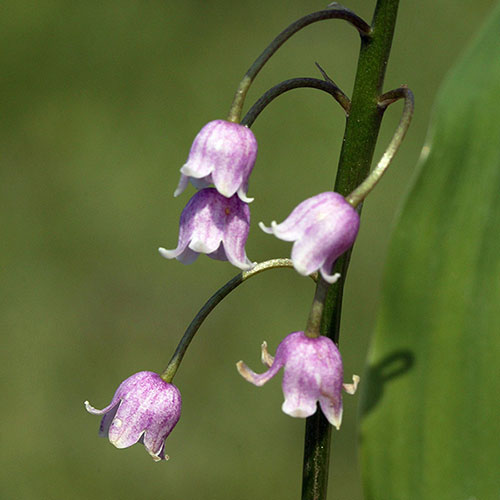 Pink Lily Of The Valley Pink Lily Of The Valley