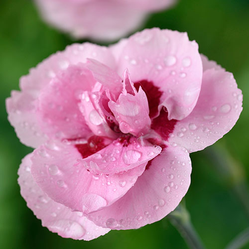 Pinks Baby Doris Pinks Baby Doris