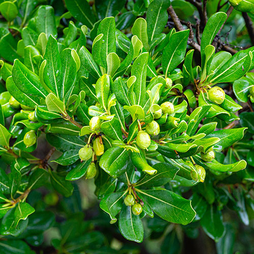 Pittosporum Nanum