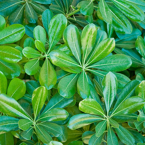 Pittosporum Nanum