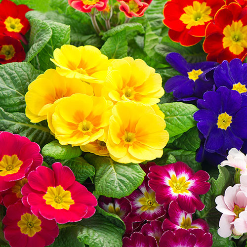 Primrose Harlequin