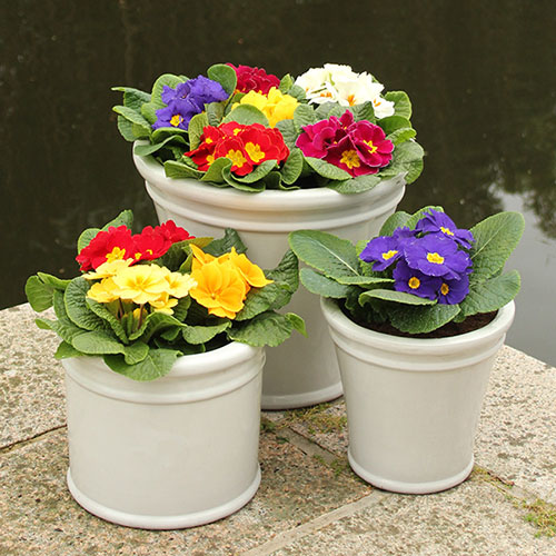 Primrose Harlequin