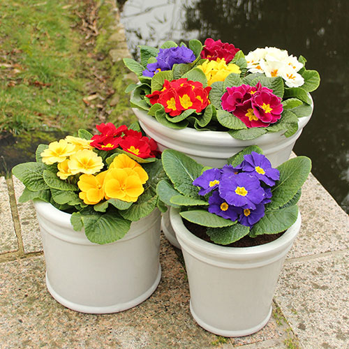 Primrose Harlequin