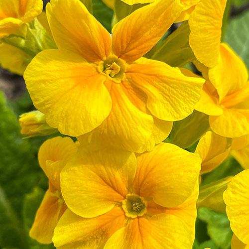 Primrose Harlequin
