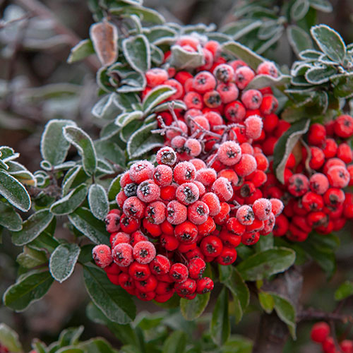 Pyracantha Red Column Pyracantha Red Column