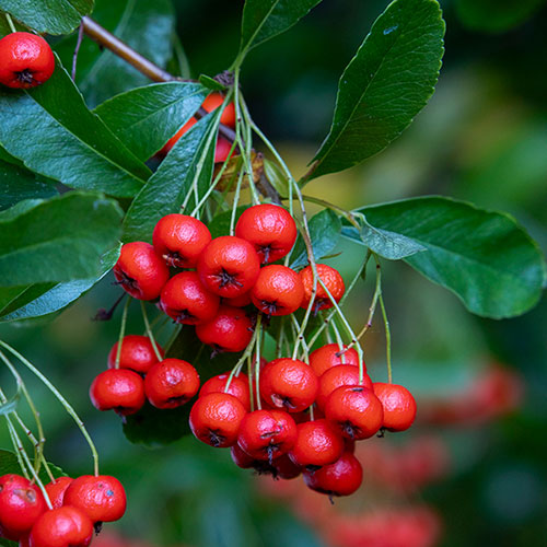 Pyracantha Red Column Pyracantha Red Column