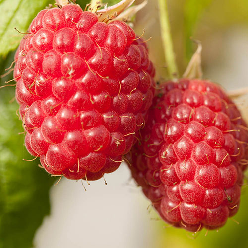Raspberry Glen Ample Long Canes Raspberry Glen Ample Long Canes