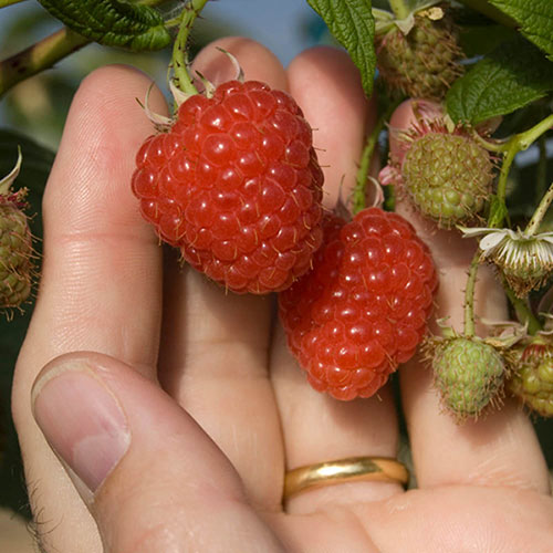 Raspberry Glen Ample Long Canes Raspberry Glen Ample Long Canes