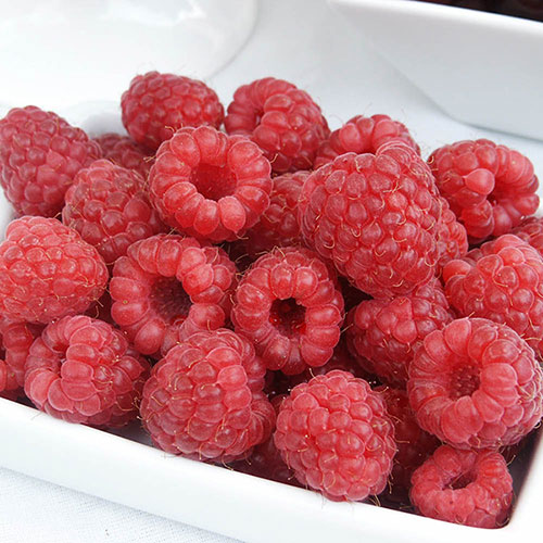 Raspberry Glen Ample Long Canes Raspberry Glen Ample Long Canes