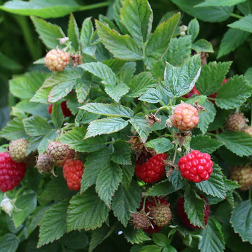 Raspberry Lowberry Baby Dwarf Raspberry Lowberry Baby Dwarf