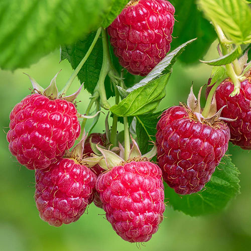 Raspberry Lowberry Little Sweet Sister Raspberry Lowberry Little Sweet Sister