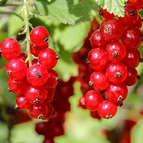 Redcurrant Jonkheer van Tets Redcurrant Jonkheer van Tets
