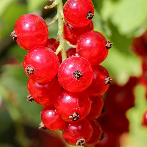 Redcurrant Jonkheer van Tets Redcurrant Jonkheer van Tets