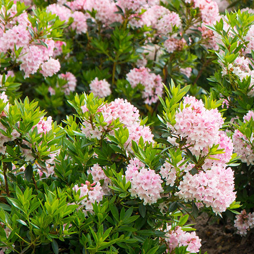 Rhododendron Bloombux Light Pink