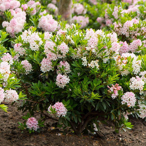 Rhododendron Bloombux Light Pink