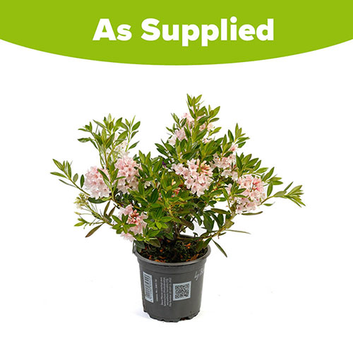 Rhododendron Bloombux Light Pink
