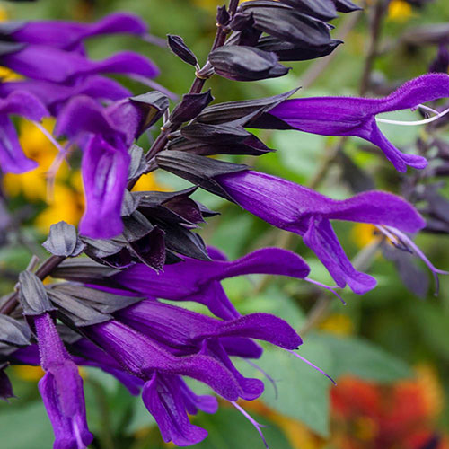 Salvia Amistad Salvia Amistad