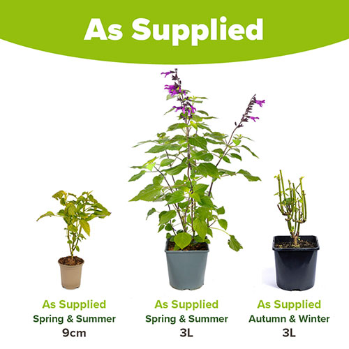 Salvia Amistad Salvia Amistad