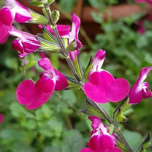 Salvia Lips Collection