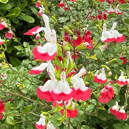 Salvia Lips Collection