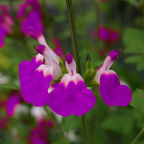 Salvia Lips Collection