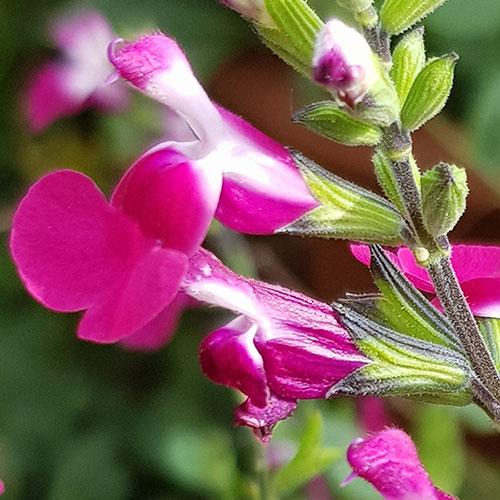Salvia Lips Collection