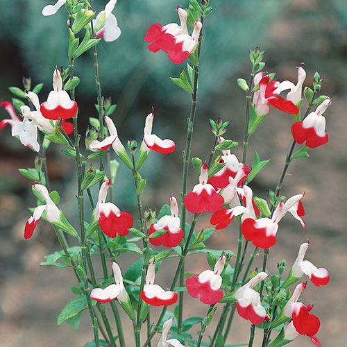 Salvia Lips Collection