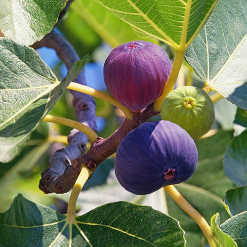 Sicilian Fig Mini Standard Sicilian Fig Mini Standard