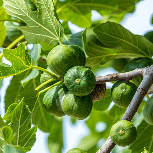 Sicilian Fig Mini Standard Sicilian Fig Mini Standard