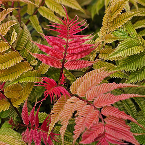 Sorbaria Crimson Feathers Sorbaria Crimson Feathers