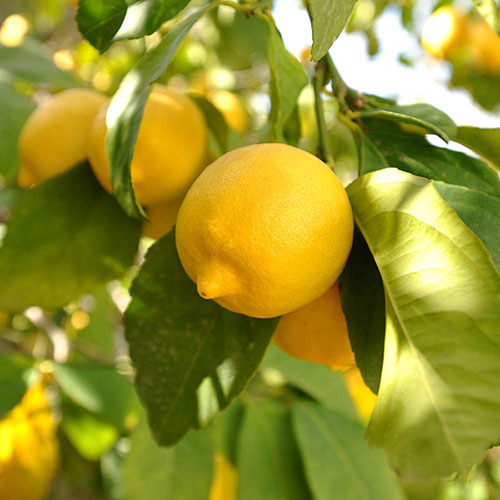 Large Sicilian Lemon Trees Large Sicilian Lemon Trees