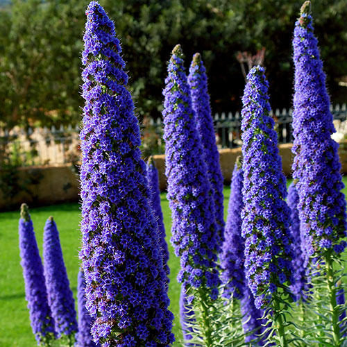 Echium Pride of Madeira Echium Pride of Madeira