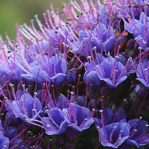 Echium Pride of Madeira Echium Pride of Madeira