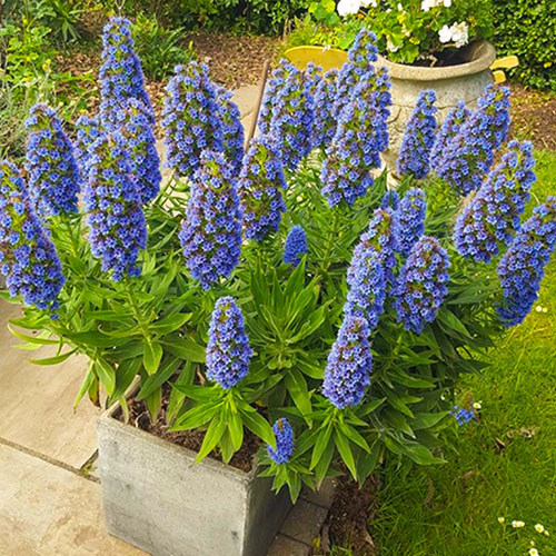 Echium Pride of Madeira Echium Pride of Madeira