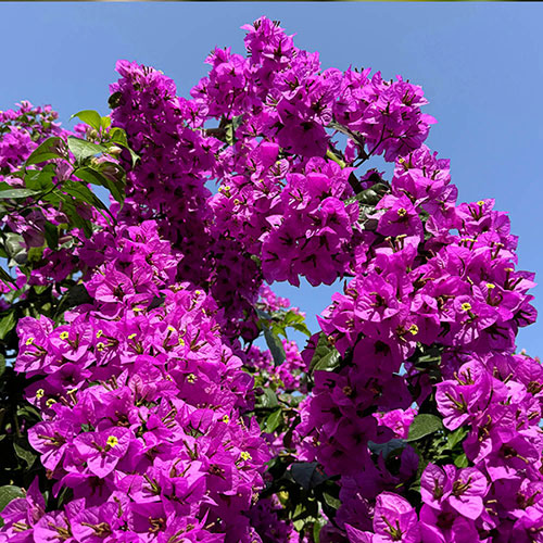 Bougainvillea Bush